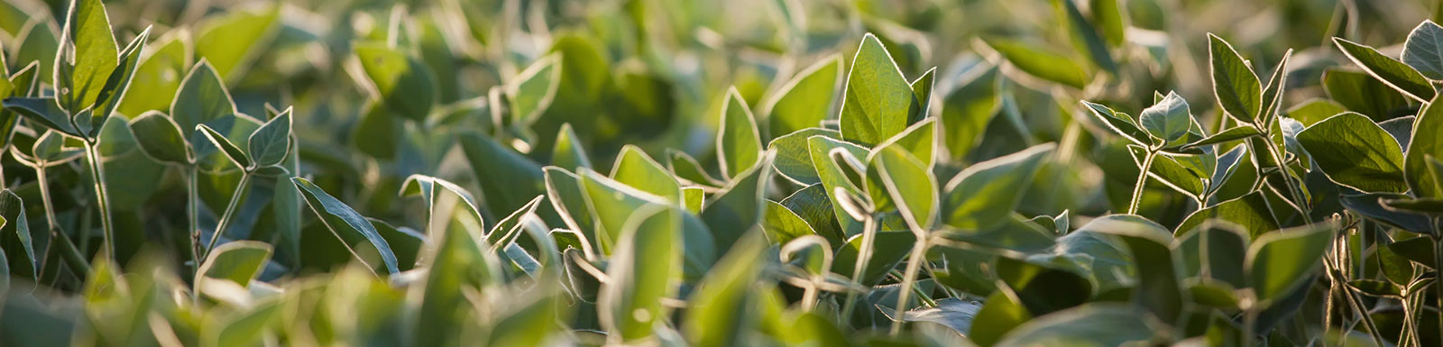 Close up of soybean plants